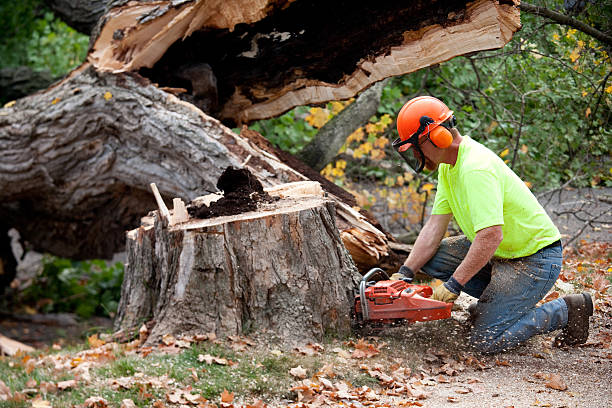 The Steps Involved in Our Tree Care Process in Sherwood, OR